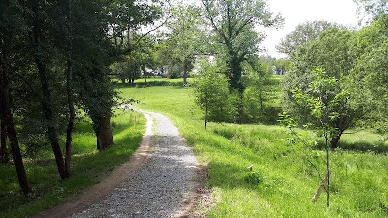 Chemin naviguant au milieu des arbres de la vallée du Ri Maury