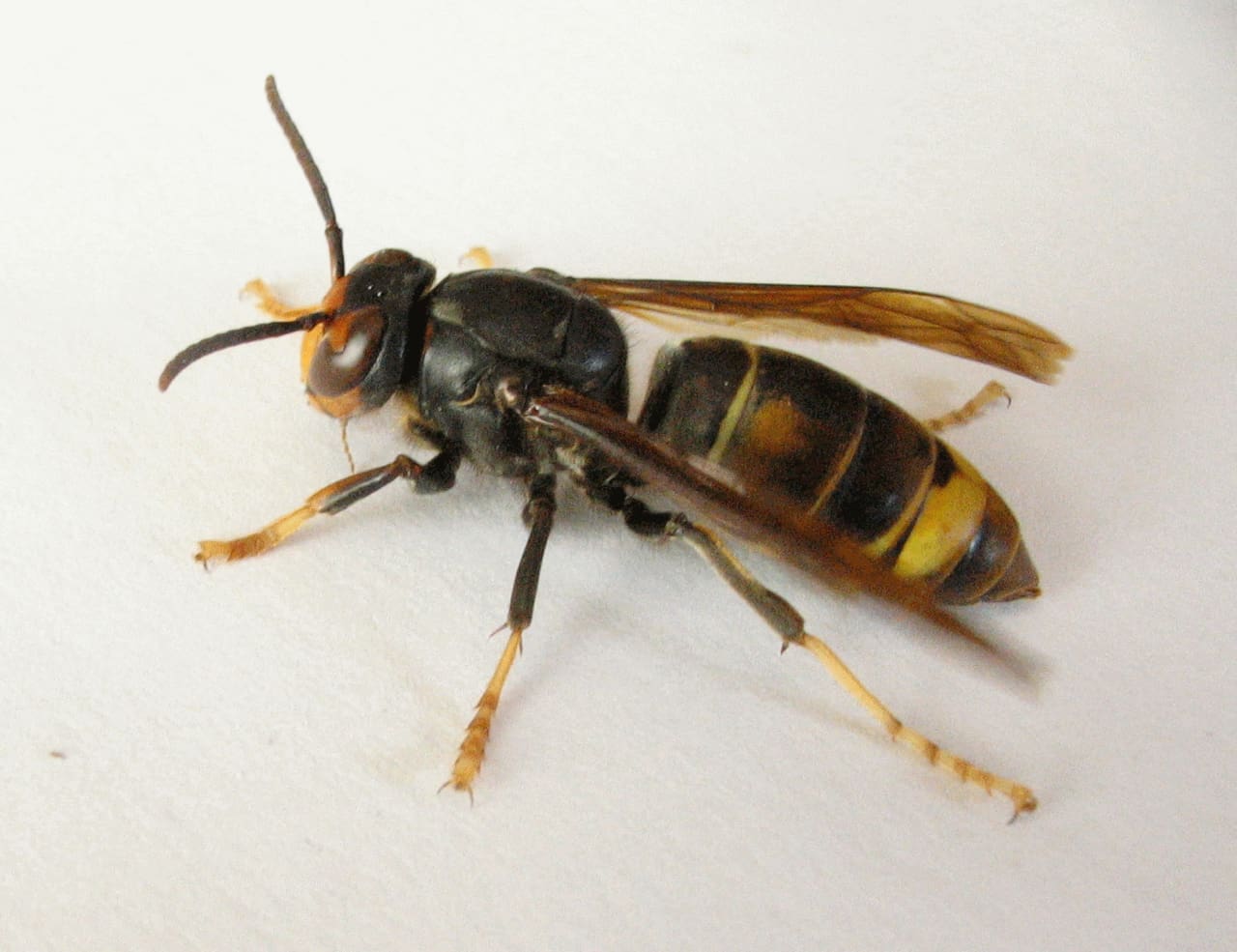 frelon asiatique