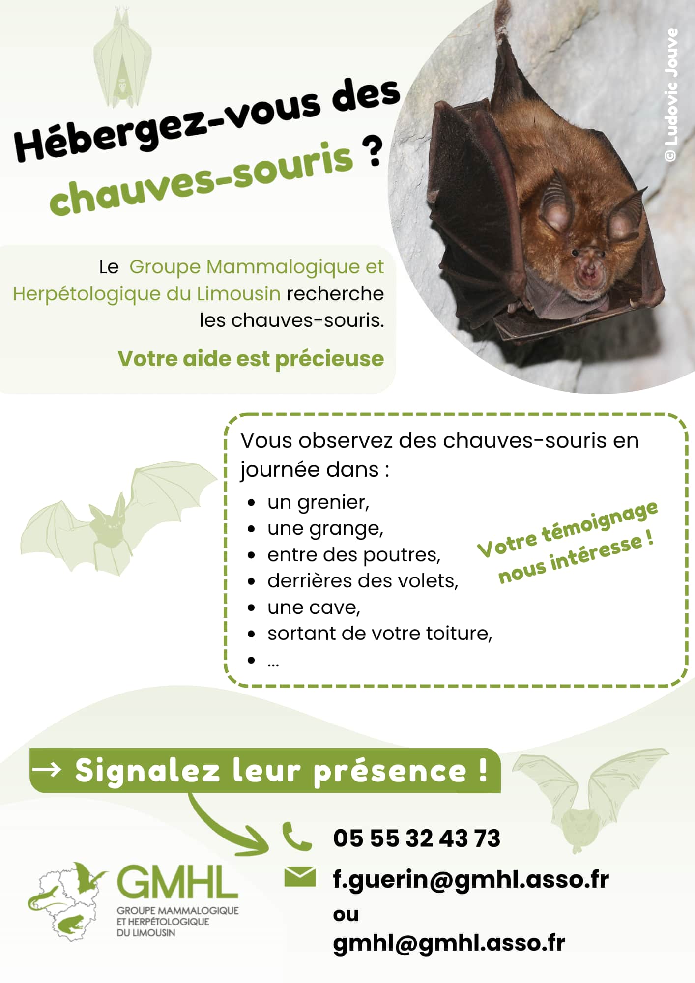chauve-souris 